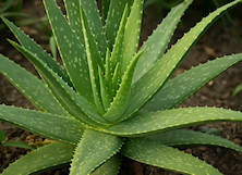 aloe vera